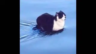 I love cats