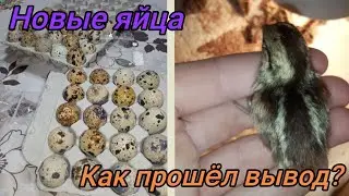 Распаковка очередной посылки. Как прошëл вывод виргинских перепелов?