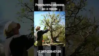 Обрезка плодовых в Подмосковье