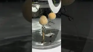 3 Best Rigs #carp #carpfishing #fish #hobby #fishing #boilies #cpk #cpk #fox