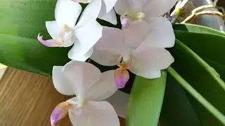 3 ФАЛЕНОПСИСА HATUYUKI HAGORIYUKI В ГРУППОВОЙ ПОСАДКЕ СПУСТЯ 1,5 МЕСЯЦА. ❣️❤️💥👍💪🌸