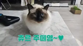 언제 먹어도 존맛탱인 츄르~ 츄르 주세용~!