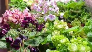 Review of blooming violets after re-rooting and transplantation.