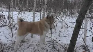 Охота с собаками. Охота с лайками. Охота на пушных.