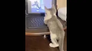 kitten #kitten #kitty #pets #cat #catlover #kittycat #lovelypets #funnycat