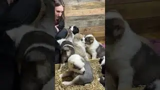 ОДИН ЗА ВСЕХ