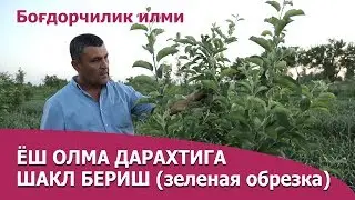 Ёш олма дарахтига шакл бериш - Yosh olma daraxtiga shakl berish (Зеленая обрезка)