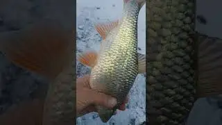 большая плотва на безматылку.