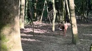 Zödlmáli Hunter Rézi retrieving to hand