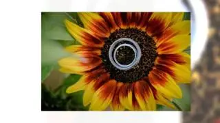 Sherry Smith Photography: Beautiful Ontario Weddings