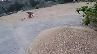 Горит зерно! Как спасти, уже, безнадежно пропавшую пшеницу!?