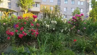 Злостный враг РОЗ - Монарда?...🧐😲🤔