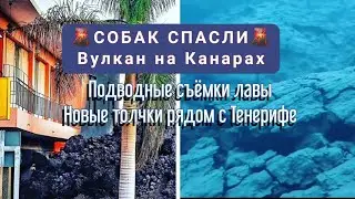 СОБАК СПАСЛИ | Вулкан на Канарах | Лава под водой | Канары Новости
