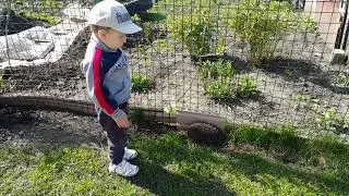 2015_Знакомство с ёжиком