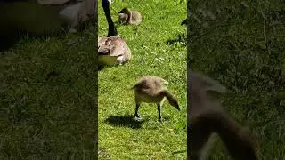Süße Canadische Wildgänse Küken im Park