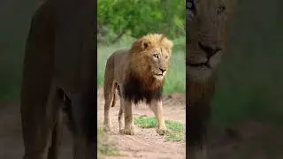 Mighty Maposa - male lion of Thornybush 