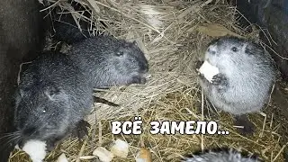 Всё замело... Не ожидали, что будет СТОЛЬКО снега! Кормлю НУТРЯТ капустой. 18. 02. 25