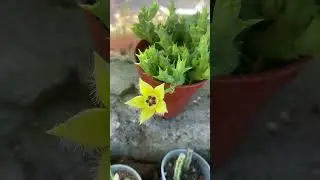 Wernia que me sorprendió !! Runcon de Nora!!