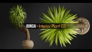Bonsai Interior Plant 03 | Preview Animation