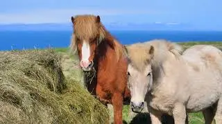Beautiful Harse#viral #shorts #trending #animals #birds