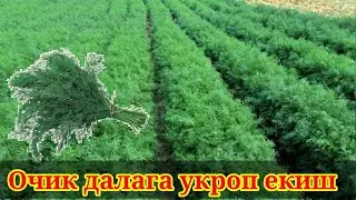 Ochiq dala mashguloti. Ukrop ekish. Urug sepish