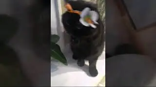 Жизнь Сэмика