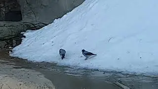 ВОРОНА Катается на Морковке, как на СНОУБОРДЕ )