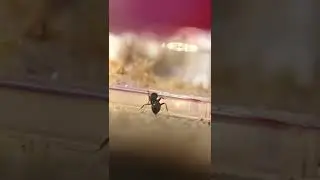 Ameisen Yoga. Hab ich auch noch nie gesehen. Lasius niger mit super Übungen!