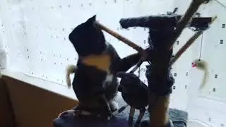 Rocky the cat