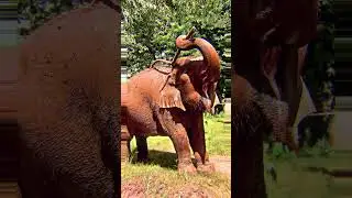 👀 These animals save elephants! 🐘