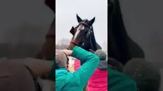 Большой Искандер породы шайр