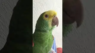 LORO ENCIMA DE MAMÁ