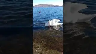 чудо лебедь!!!😀♥️😁