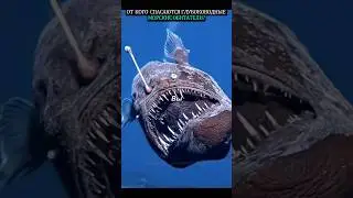 Who are deep-sea marine creatures escaping from?