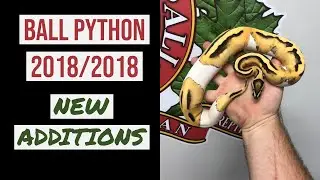 2018/2019 BALL PYTHON PICKUPS!!