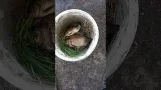рыбалка, крупный карась