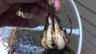 2020.07.12 Chesnok Red Garlic Harvest Begins