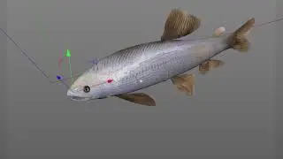 Rigged animated fish cinema 4d