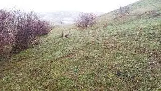 Шикори кабг охота на Кеклик кабг курапатка