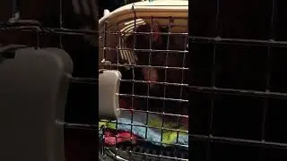 Василёчек.Летим в клинику.