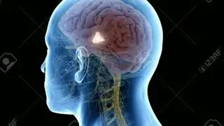 আশ্চর্যকর মানুষের মস্তিষ্ক I Shocking Facts about the Human Brain