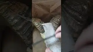Тест на газете пчака усто Зухруддина - p4aki.ru