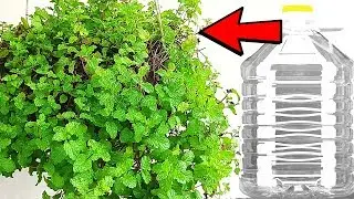 How to grow Fresh Mint at Home in a Plastic Bottle | Modern Housewife Recycles Plastic Bottles