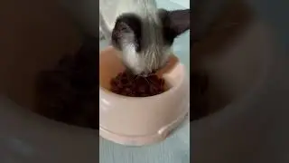 #Lilo Feeding Time #ASMR #cats #Shorts | Satisfying Video #589 #SarebSweets