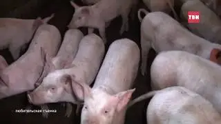 ВНИМАНИЕ! Карантины - по бешенству и африканской чуме свиней