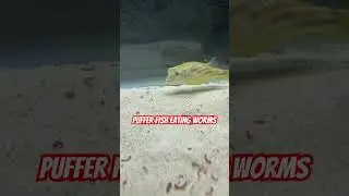 Freshwater Fahaka Puffer Eating Blood Worms! #shorts