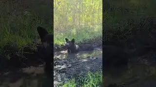 Я водяной...Или купание черной чупакабры😁😁😁
