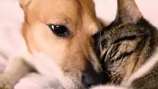 Cat and Dog Cuddle Together_ حب بين قطة و كلب