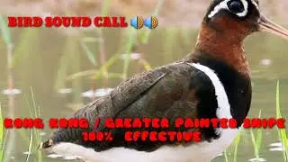 KONG KONG / GREATER PAINTED SNIPE BIRD SOUND CALL FOR TRAP
