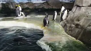 Kansas City Zoo - Yes, Penguins can Live Anywhere